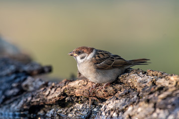 Eurasian tree sparrow (Passer Montanus) sitting sideways by small pond in the forest
