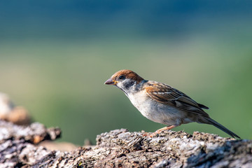 Eurasian tree sparrow (Passer Montanus) sitting sideways by small pond in the forest