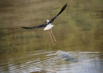 bird called black-winged stilt flying with wings above the pond