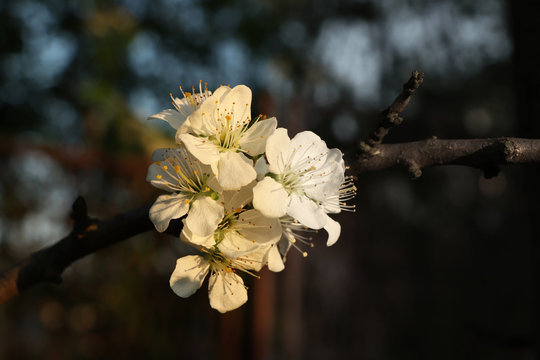 A part of picture is in black and white and second part of picture is in colour. We see a blossom of apple tree on our garden