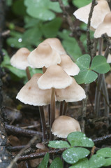 Mushrooms (Gymnopus confluens)