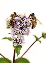 Honey bee and hoverfly are sucking nectar from blossom of lemon balm. Macro. Melissa officinalis. Apis mellifera.