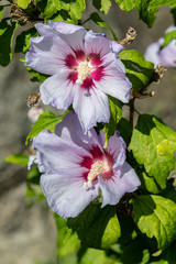 Close up photo of Rose of Sharon (Hibiscus syriacus ) flower in nature garden