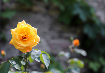 yellow rose with blurred background with large petals and space