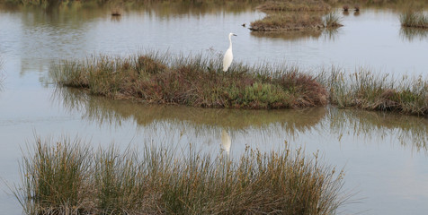 white heron in the natural park with wild plants and standing wa