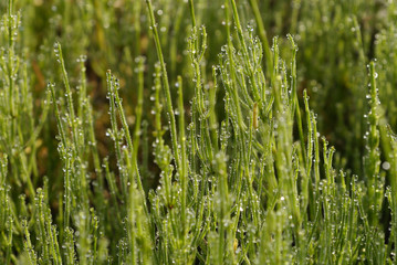 スギナの汗・02