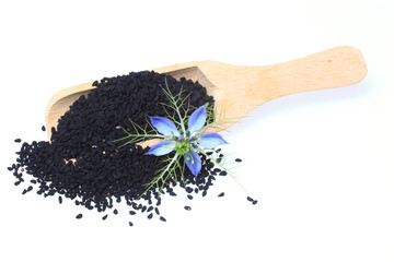 Heilpflanze Schwarzkümmel, Damaszener Schwarzkümmel, Damaszener Kümmel oder Garten-Schwarzkümmel, Jungfer im Grünen, Nigella damascena, sativa