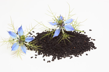 Heilpflanze Schwarzkümmel, Damaszener Schwarzkümmel, Damaszener Kümmel oder Garten-Schwarzkümmel, Jungfer im Grünen, Nigella damascena, sativa