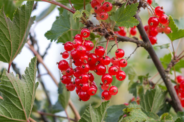 Close up of beautiful red currants on branch 
