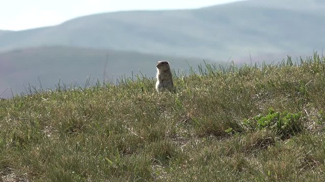 The Wyoming ground squirrel (Spermophilus elegans), is native to extreme northeastern Utah