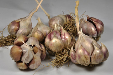 Garlic that does not throw arrows on a light background