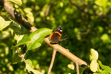 Beautiful orange butterfly on a branch in the forest