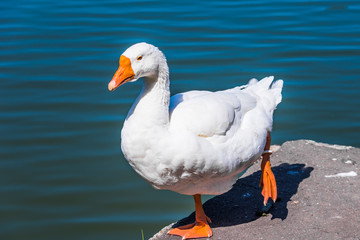 Naklejka na ściany i meble Wild ringed white goose on the bank of the city's pond