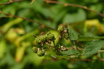 Premature wild blackberry