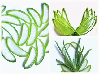 Aloe vera plant and sl