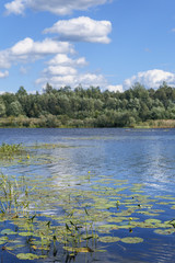 growing on a forest lake water lilies against a beautiful blue sky with white clouds