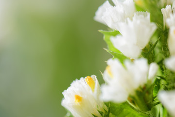 Wonderful white spring flowers on natural background. Macro shot