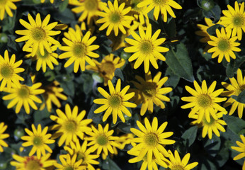 Yellow summer flowers in the sun