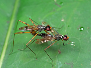 Macro Photo of Two Insects Having Sex on Green Leaf