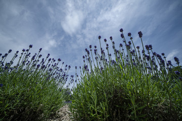 ラベンダーと青空