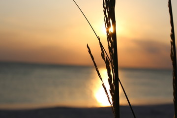 gras straw in sunset