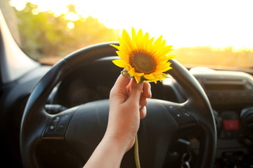 woman holding sunflower flowers in car