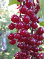 Clusters of red virgin cherry ripen on a Sunny day. Bird cherry. Clusters of red virgin cherry ripen on a Sunny day.   Bird cherry-close-up. Red and bright fruits glow in the sun. Berries are juicy, s