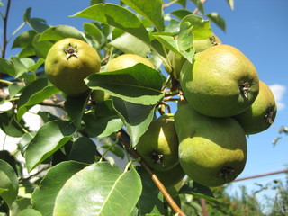 Many pears hanging on a branch against the blue sky. Many pears hanging on a branch against the blue sky. A good crop of fruit. The fruits hanging among the leaves are so green. On a Sunny day, they r