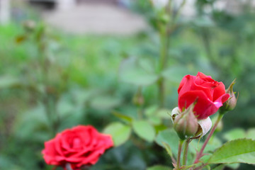 Red rose on a green background