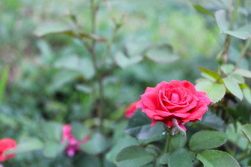 Red rose on a green background