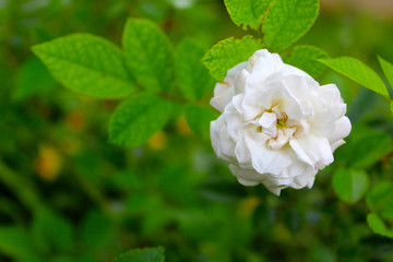 Obraz na płótnie Canvas White rose on a green background