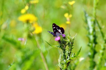 Butterfly breakfast on the field