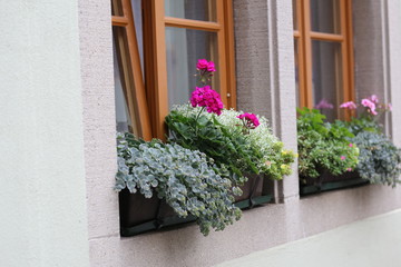 Fototapeta na wymiar Flowers on the windowsill
