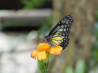 Tropical Butterfly resting on Leaf and Flower