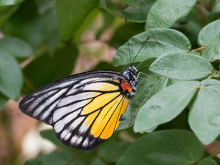 Tropical Butterfly resting on Leaf and Flower