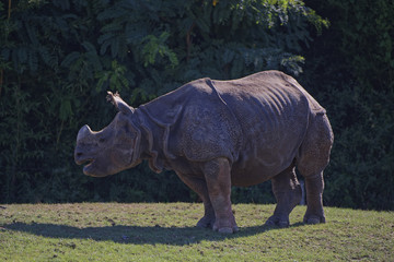 Fototapeta premium Rhinocéros au zoo de la flêche