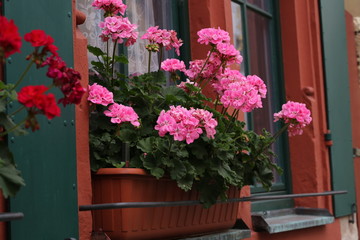 Fototapeta na wymiar Flowers on the windowsill