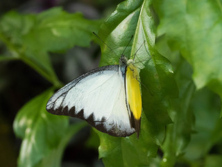 Tropical Butterfly resting on Leaf and Flower