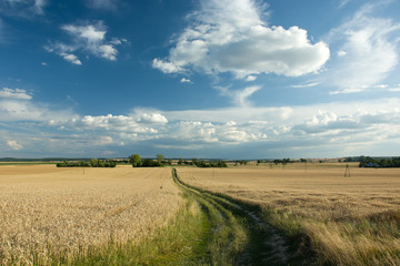 Fototapeta premium Country road with green grass through a large field of grain, horizon and blue sky
