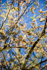 caterpillars of the American butterfly