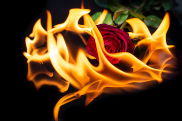Burning rose on black background