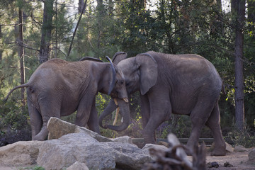 combat Éléphants au zoo de la flèche