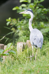 big grey heron (Ardea cinerea)