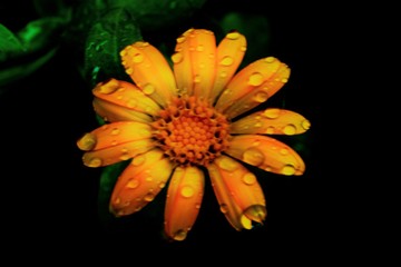 Orange daisy