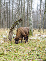 European bison (Bison bonasus), aurochs in the forest