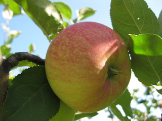 Fruit Apple hanging on a branch against the blue sky. Apple hanging on a branch.The fruit is photographed against a blue sky. The fruit is ripe, green on the red side. The Apple hangs among the green 
