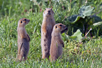 fluffy cute gophers sitting in a meadow