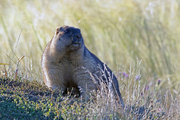 big furry marmot on the meadow