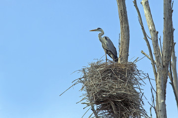 swamp Heron sitting in a nest on a tree
