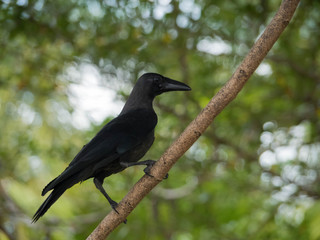 Black House Crow